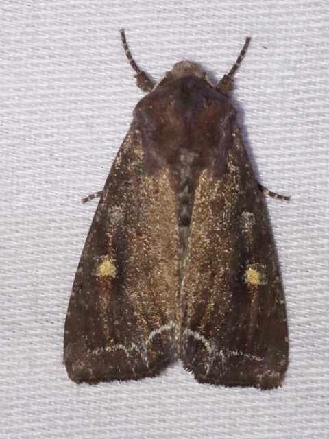 Lacanobia oleracea - saláta-kertibagoly Lacanobia oleracea - saláta-kertibagoly