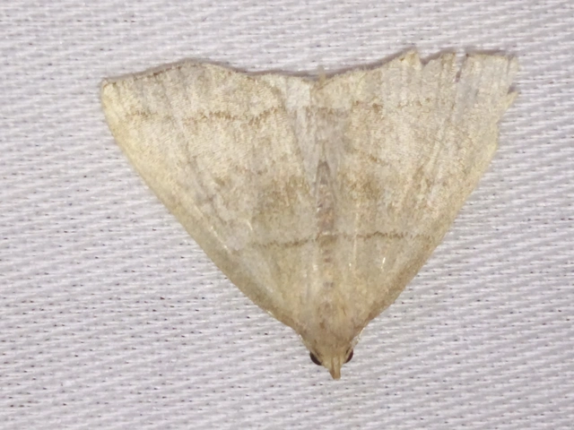 Herminia tarsicrinalis - szőröslábú karcsúbagoly