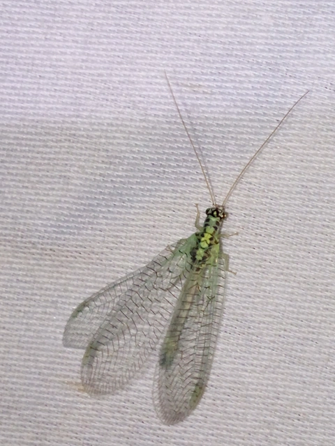 Chrysopa