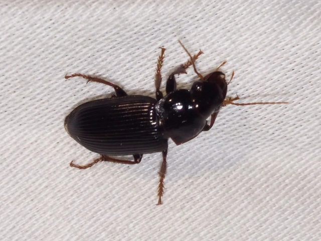Harpalus calceatus - csupasz selymesfutó