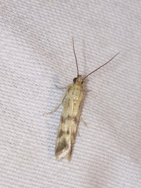 Homoeosoma sinuella - agyagsárga karcsúmoly