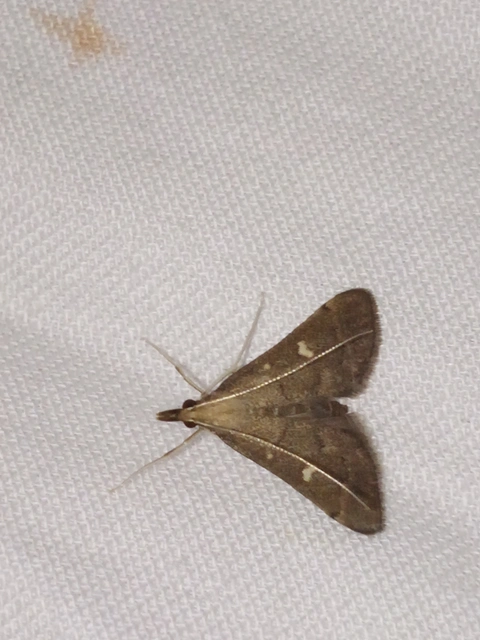 Dolicharthria punctalis - hosszúlábú tűzmoly