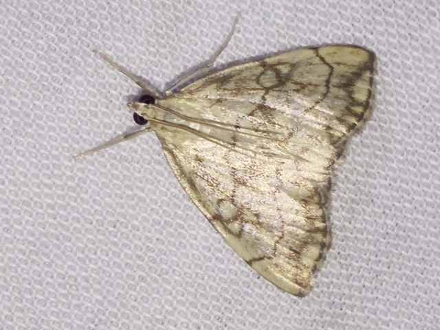 Evergestis pallidata - szalmaszínű dudvamoly