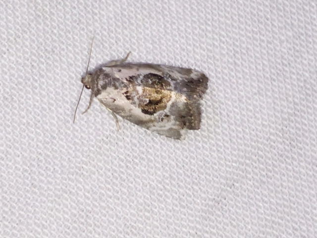Hapalotis venustula - rózsaszínű mázasbagoly