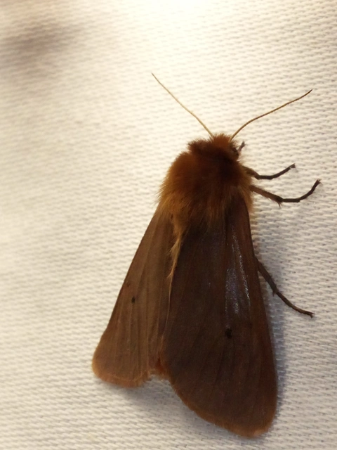 Phragmatobia fuliginosa - füstös medvelepke