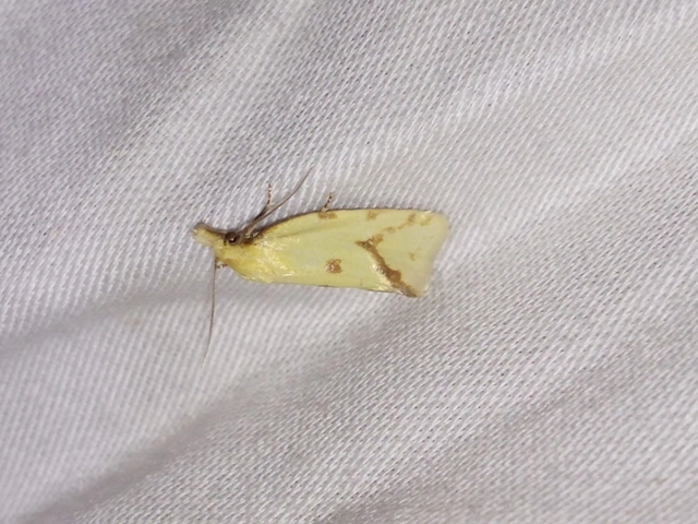 Agapeta hamana - közönséges sárgamoly