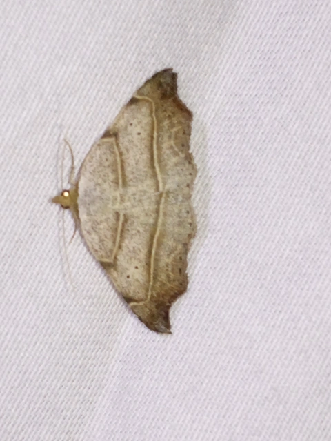 Laspeyria flexula - zuzmóbagoly