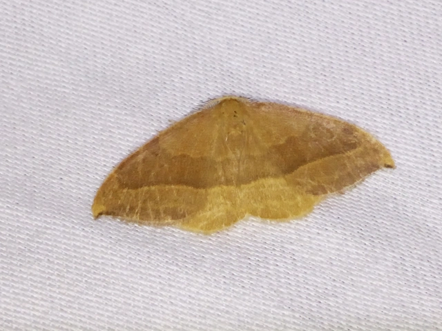 Watsonalla cultraria - bükkfa-sarlósszövő