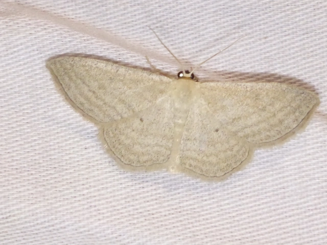 Scopula virgulata - vesszős sávosaraszoló
