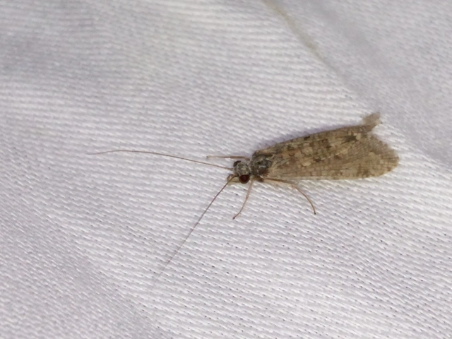 Trichoptera - Tegzesek