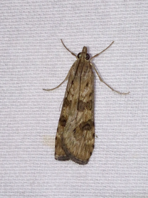 Nomophila noctuella - közönséges vándormoly
