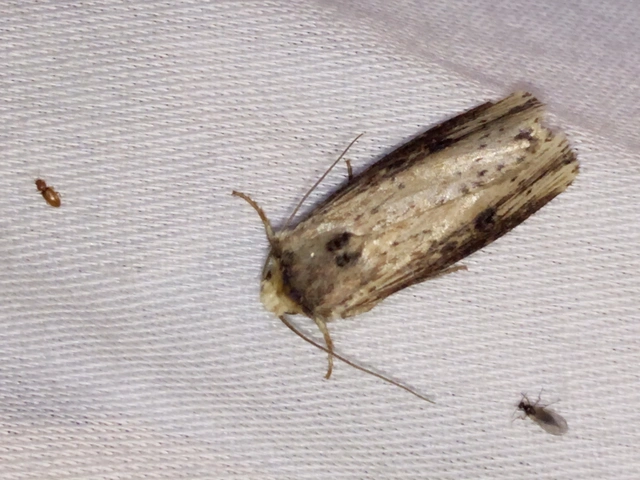 Axylia putris - vonalkás földibagoly