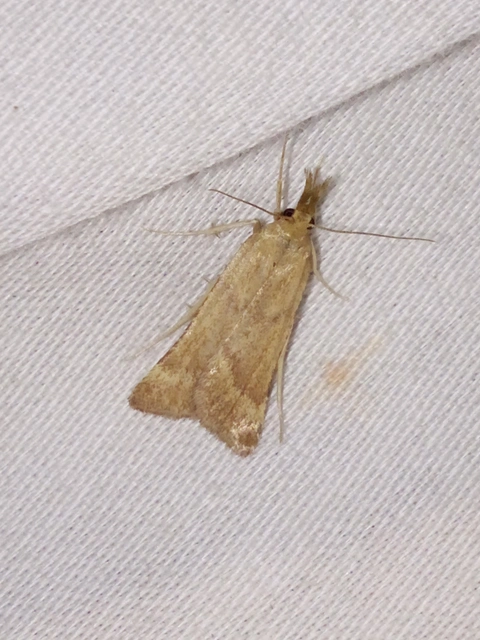 Synaphe punctalis - hosszúlábú fényilonca