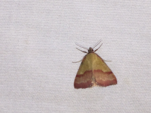 Phytometra viridaria - pirossávos bagoly