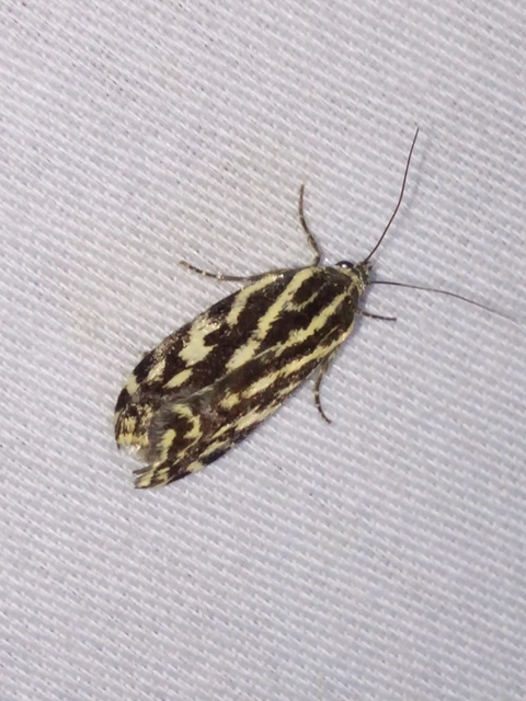 Emmelia trabealis - zebrabagoly