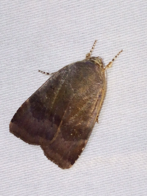 Noctua janthe/janthina