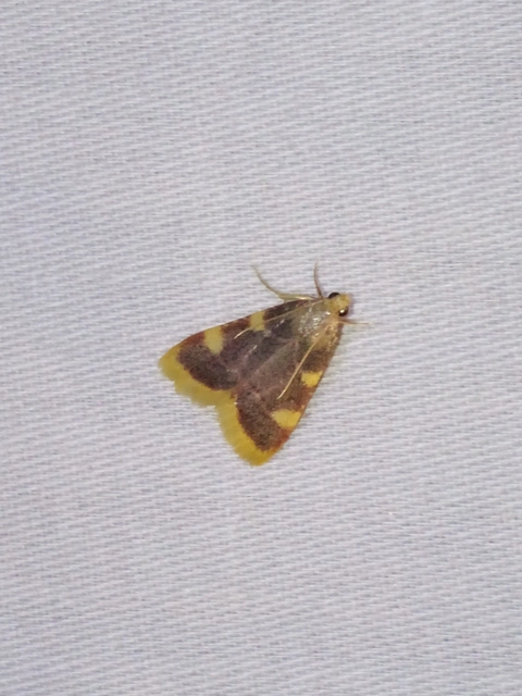 Hypsopygia costalis - szénailonca