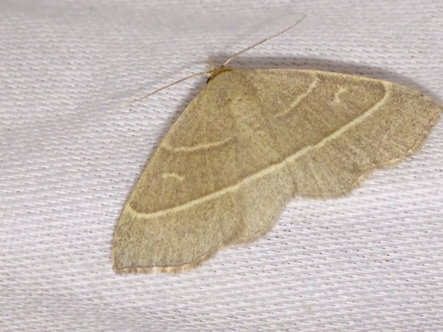 Trisateles emortualis - sárgacsíkos karcsúbagoly