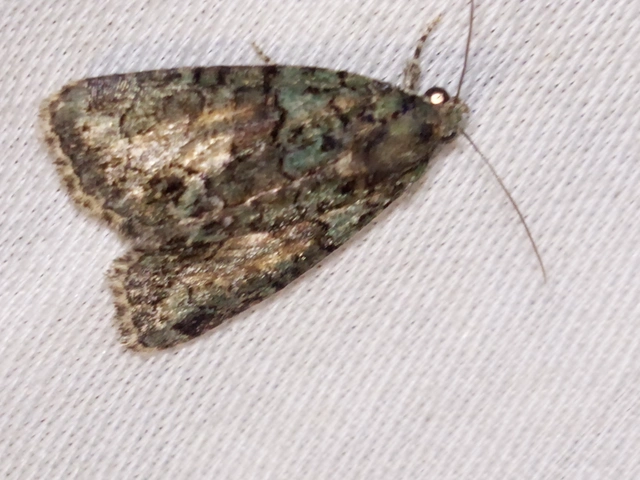 Cryphia algae - sárgászöld zuzmóbagoly