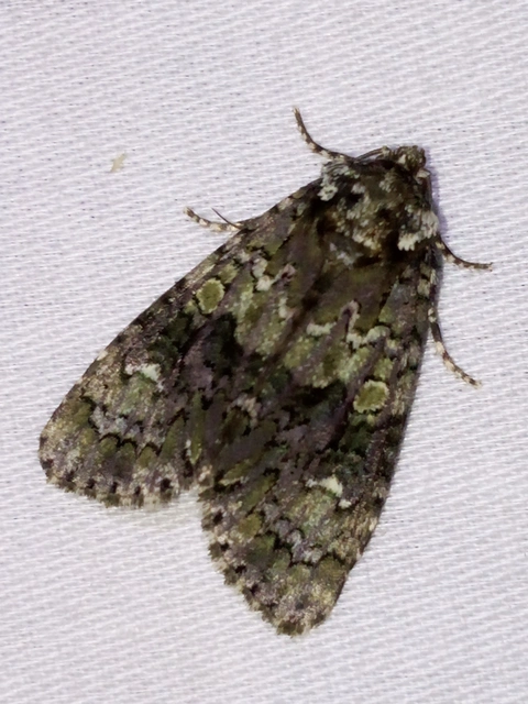 Craniophora ligustri - fagyalbagoly