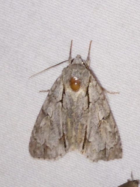 Acronicta cuspis/tridens/psi