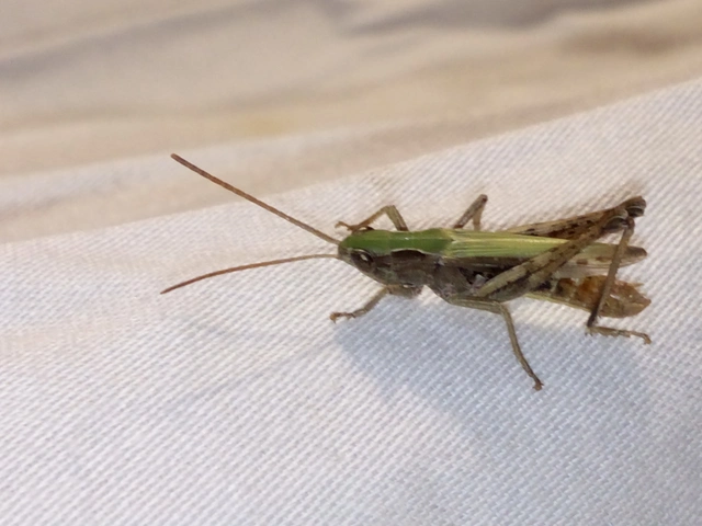 Chorthippus