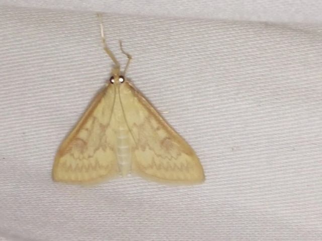 Ostrinia nubilalis - kukoricamoly