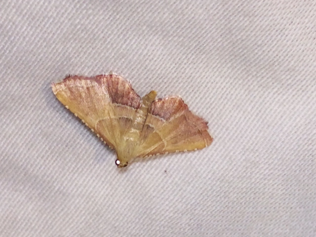 Endotricha flammealis - tüzesszárnyú fényilonca