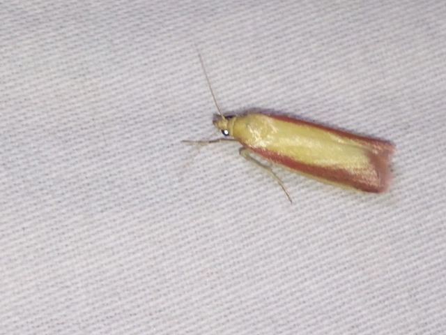 Oncocera semirubella - lucernamoly