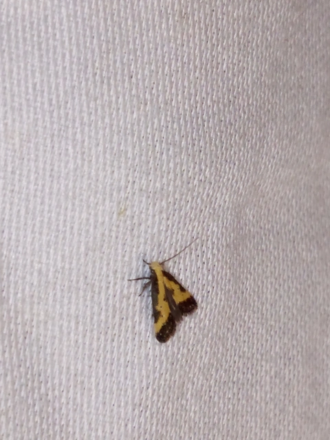 Brachmia dimidiella - citromkocsord-lápimoly