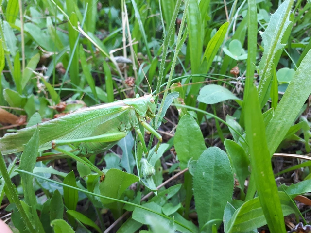 Tettigonia viridissima - zöld lombszöcske