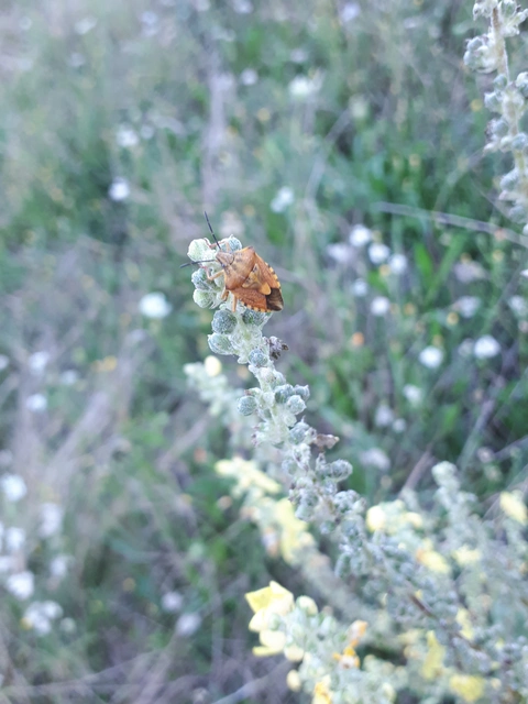 Carpocoris Carpocoris