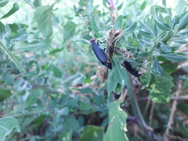 Epicauta rufidorsum - hollóbogár