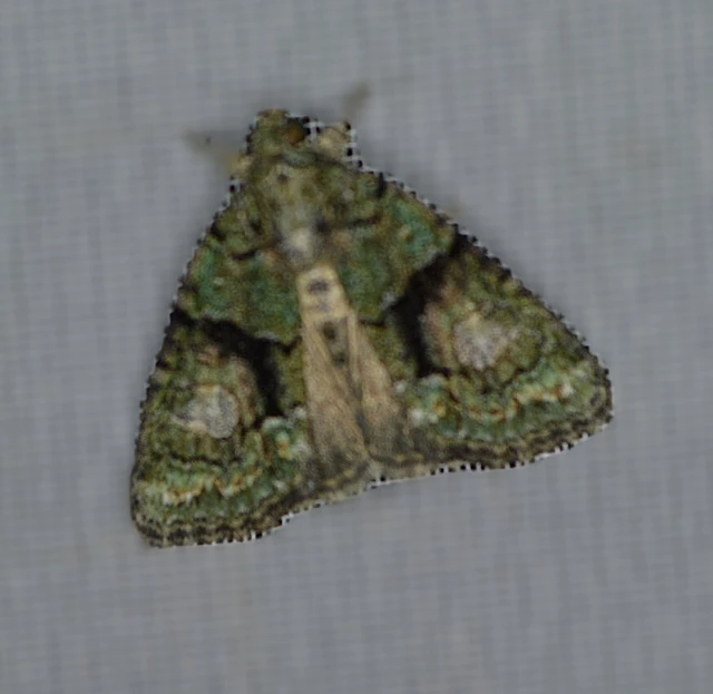 Cryphia algae - sárgászöld zuzmóbagoly