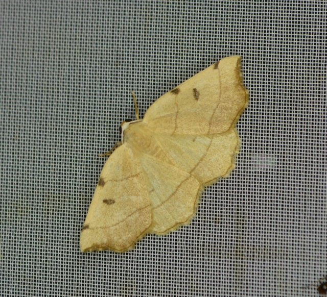 Eilicrinia trinotata - háromjegyű araszoló
