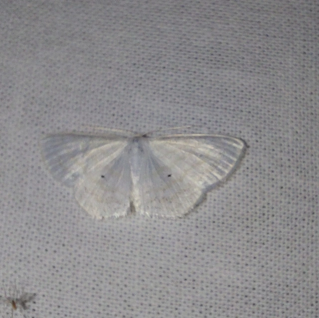 Scopula caricaria - mocsári fehéraraszoló