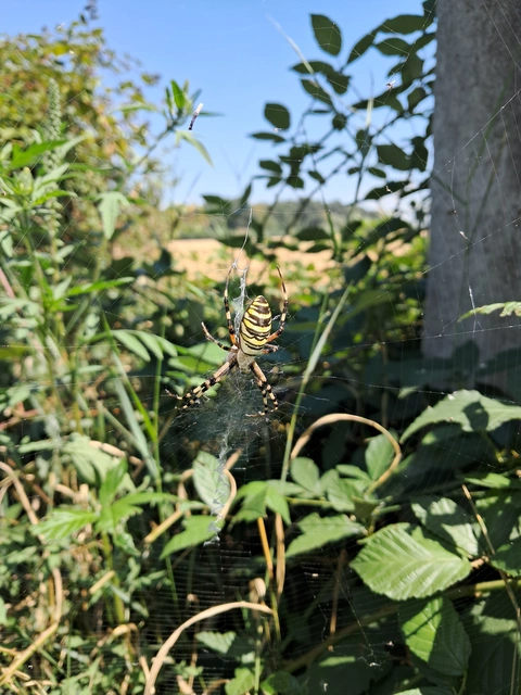 Argiope bruennichi - darázspók