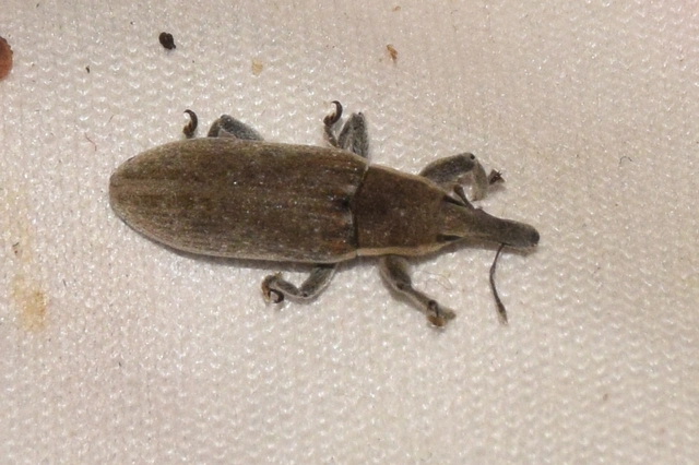 Lixus vilis - gémorr-dudvabarkó