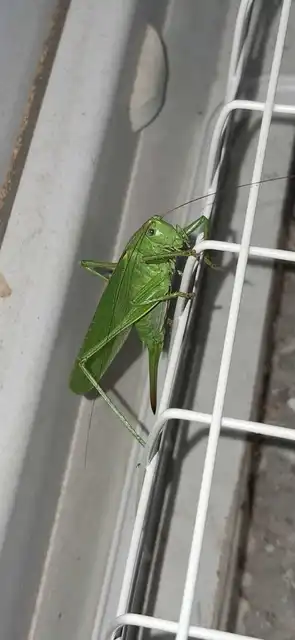 Tettigonia viridissima - zöld lombszöcske