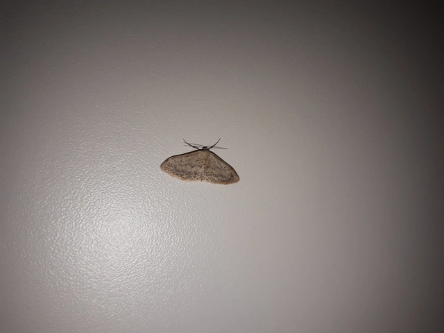 Idaea seriata - szürke apróaraszoló