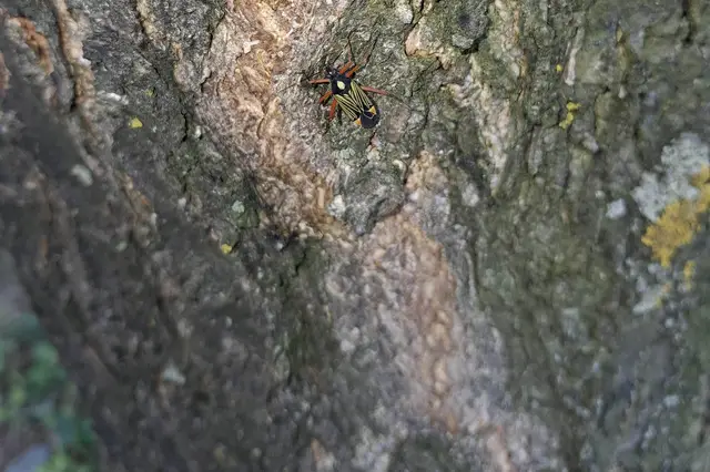 Miris striatus - sávos mezeipoloska