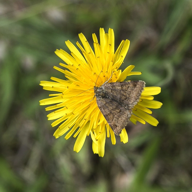 Euclidia glyphica - közönséges nappalibagoly