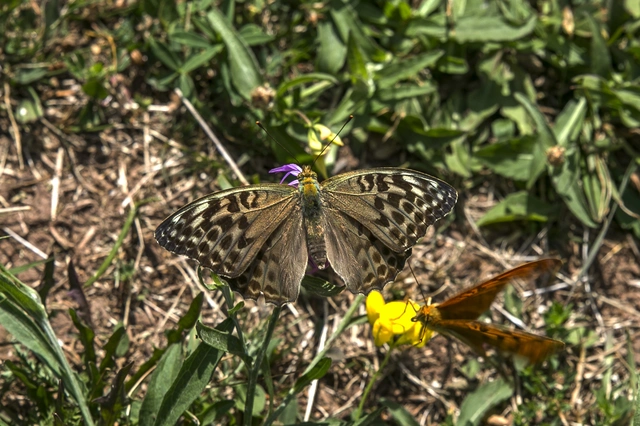 Argynnis paphia - nagy gyöngyházlepke