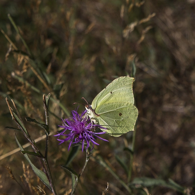 Gonepteryx rhamni - citromlepke