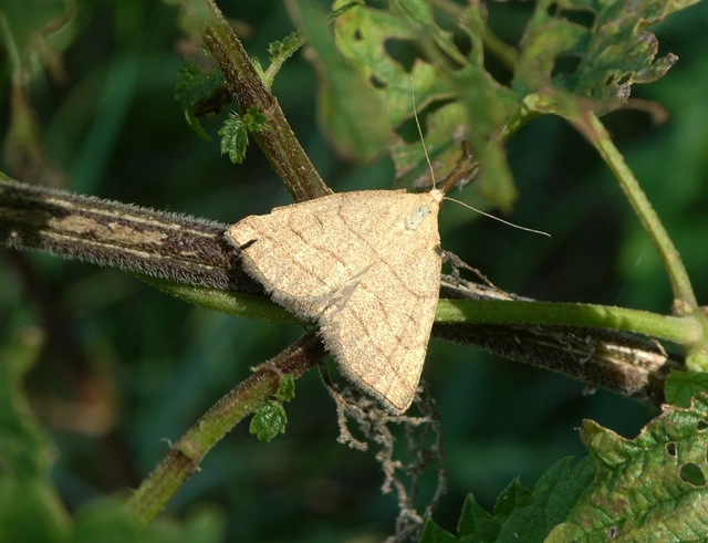 Polypogon tentacularia - sötétaljú karcsúbagoly