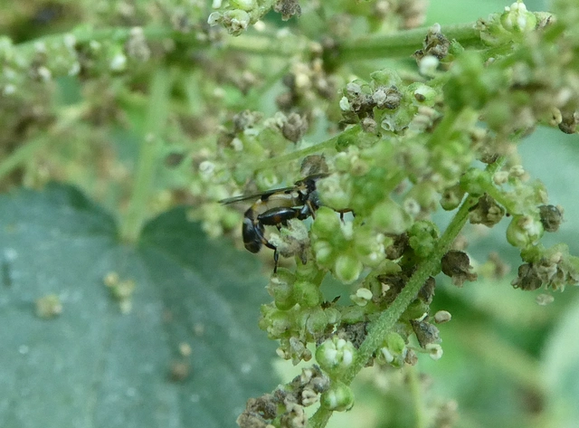 Syritta pipiens - zizegő comboslégy