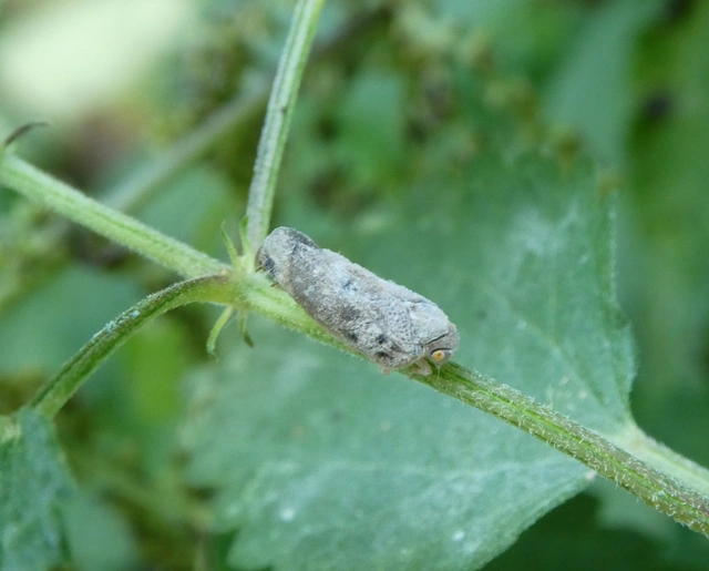 Metcalfa pruinosa - amerikai lepkekabóca