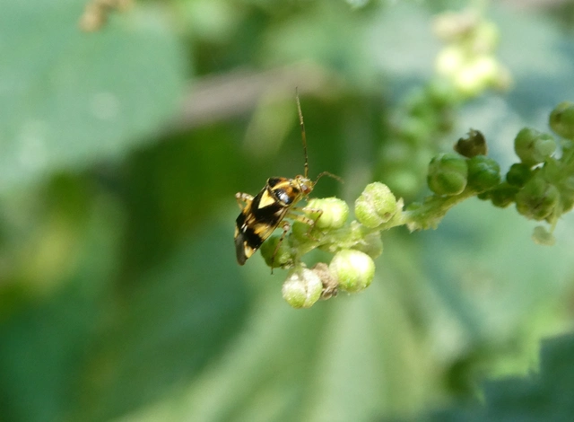 Liocoris tripustulatus - hárompettyes mezeipoloska