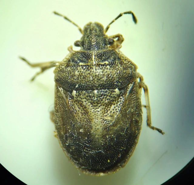 Podops inunctus - szarvas pajzsospoloska Podops inunctus - szarvas pajzsospoloska