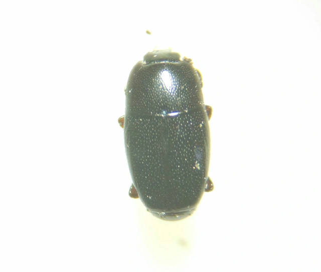 Paromalus flavicornis - sárgabunkós kéregsutabogár